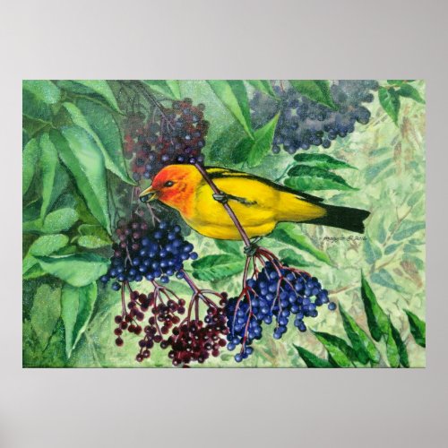 Western Tanager Poster