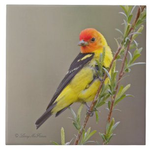 Western Tanager Tile