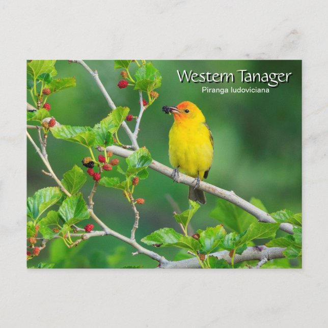 Western Tanager Yellow Bird Postcard (Front)