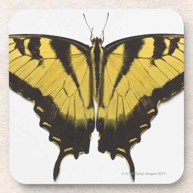 Western Tiger Swallowtail Butterfly Beverage Coaster (Front)