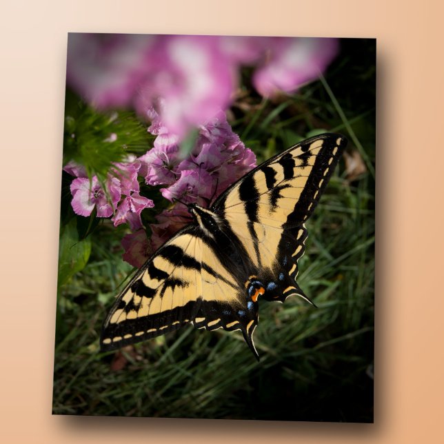 Western Tiger Swallowtail Butterfly Closeup Photo Postcard (Western tiger swallowtail butterfly closeup photo, yellow and black wings, pink summer garden flower)