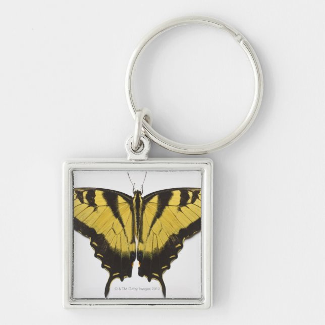 Western Tiger Swallowtail Butterfly Keychain (Front)