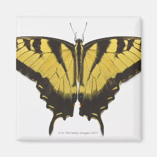 Western Tiger Swallowtail Butterfly Magnet