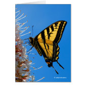 Western Tiger Swallowtail Butterfly on the Buckeye (Front)