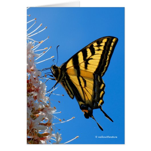 Western Tiger Swallowtail Butterfly on the Buckeye (Front)