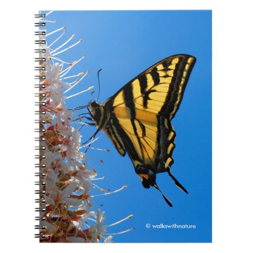 Western Tiger Swallowtail Butterfly on the Buckeye Notebook