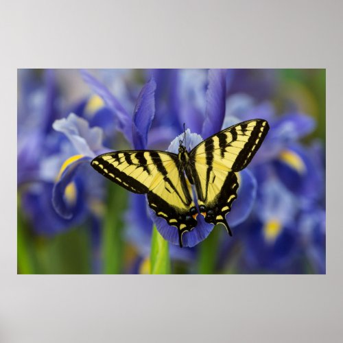 Western Tiger Swallowtail Butterfly Poster