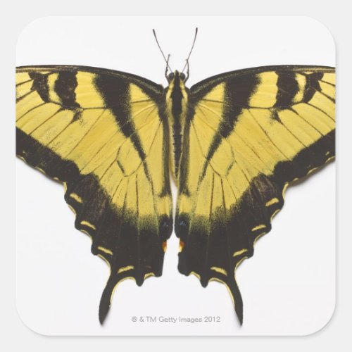 Western Tiger Swallowtail Butterfly Square Sticker
