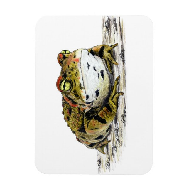 Western Toad Magnet (Vertical)