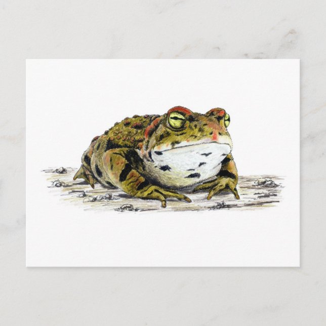 Western Toad Postcard (Front)