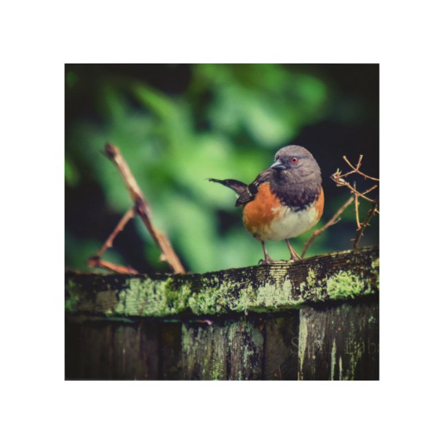 Western Towhee on a Fence Wood Wall Art (Front)