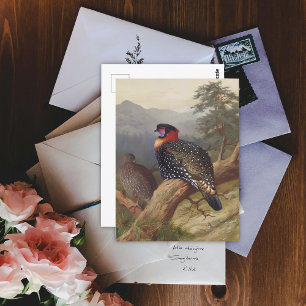 Western tragopan, Bird Illustrations Postcard