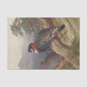 Western tragopan, Bird Illustrations Tissue Paper