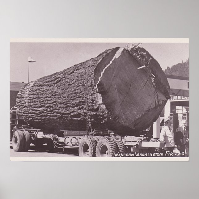 Western Washington Fir Log circa 1940 Poster (Front)