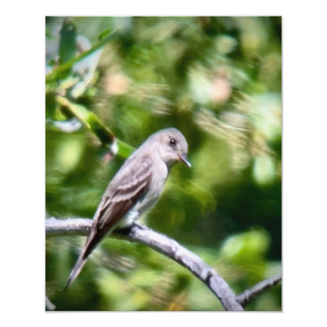 Western Wood Pewee Photo Print (Front)