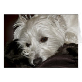 Westie (Front Horizontal)