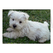 Westie (Front Horizontal)