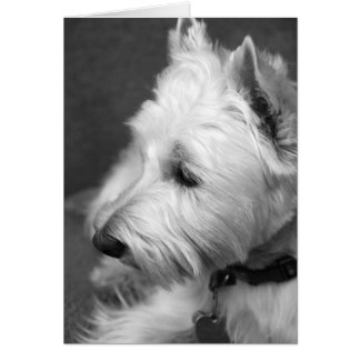 Westie Cards