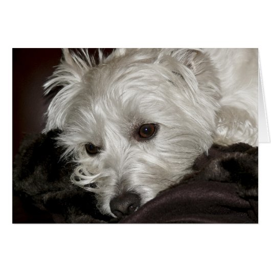Westie Cards (Front Horizontal)