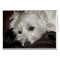 Westie