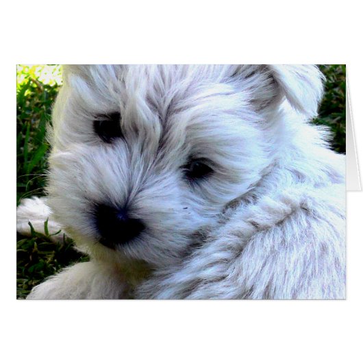 Westie Cards (Front Horizontal)