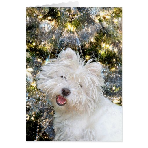 Westie Christmas Card | Zazzle