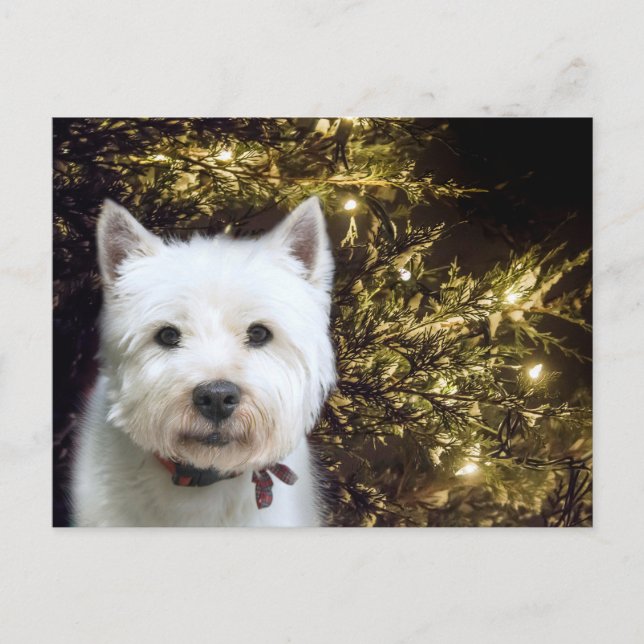 Westie Christmas Holiday Postcard (Front)