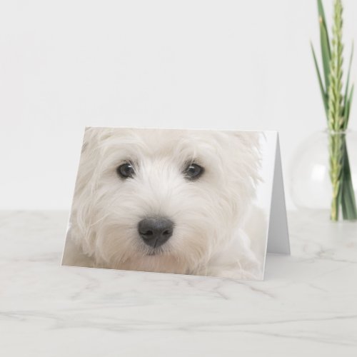 Westie Close_up Card