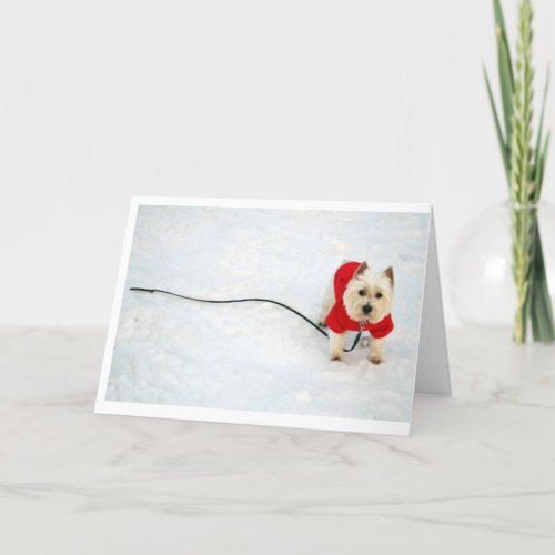 westie in red coat holiday card