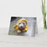 Westie in Yellow Rain Mac!