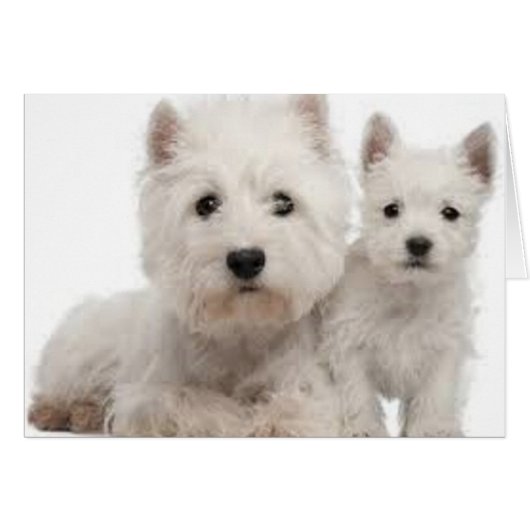 Westie Mother and Puppy Cards (Front Horizontal)
