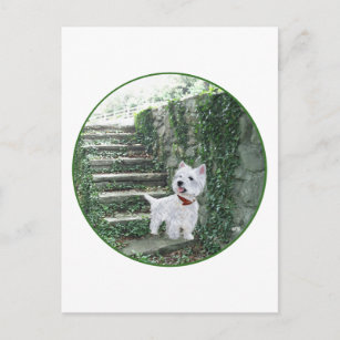 Westie on the Ivy Steps Postcard
