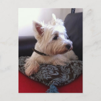 Westie postcard