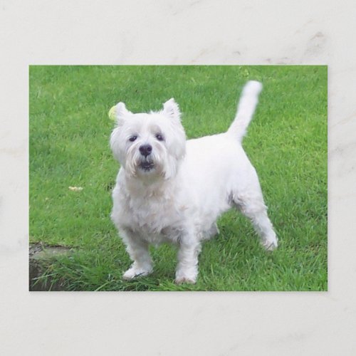 Westie postcard _ West Highland White Terrier