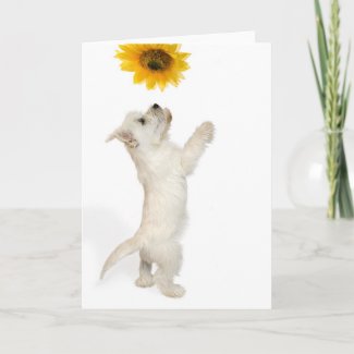 Westie Pup And Sunflower card
