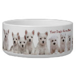 Westie Puppies Waiting Patiently For Their Food Bowl at Zazzle