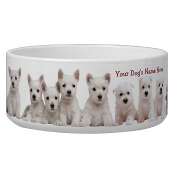 Westie Puppies Waiting Patiently For Their Food Bowl by 4westies at Zazzle