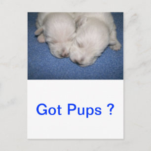 Westie Pups Sleeping Postcard