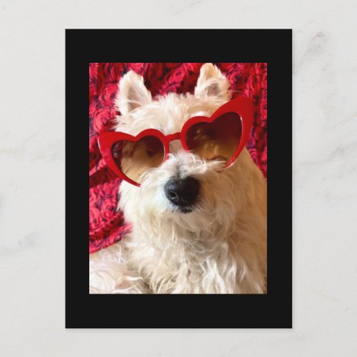 Westie Rose_Colored Glasses Postcard