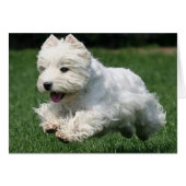 Westie Running (Front Horizontal)