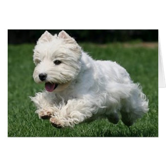 Westie Running Cards