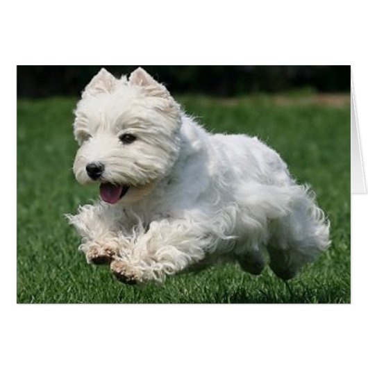 Westie Running Cards (Front Horizontal)
