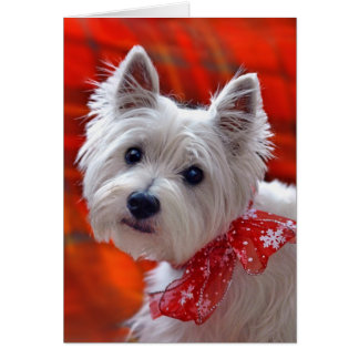 Westie "Take a Bow" holiday card