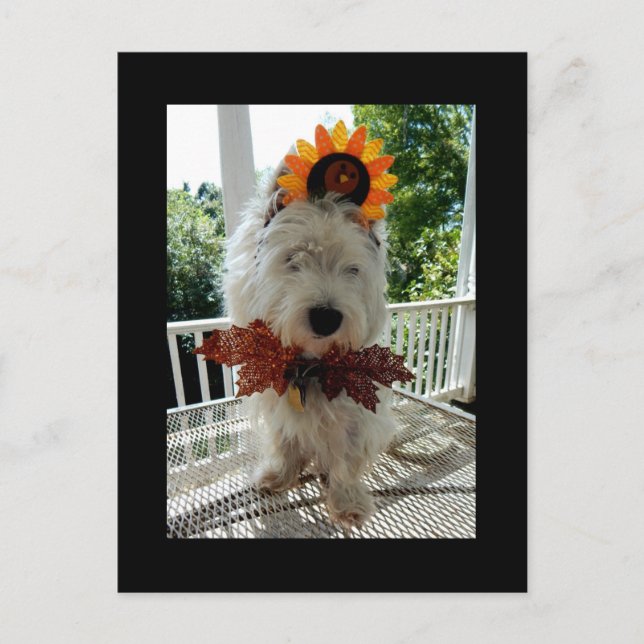 Westie Thanksgiving Turkey Bowtie Holiday Postcard (Front)