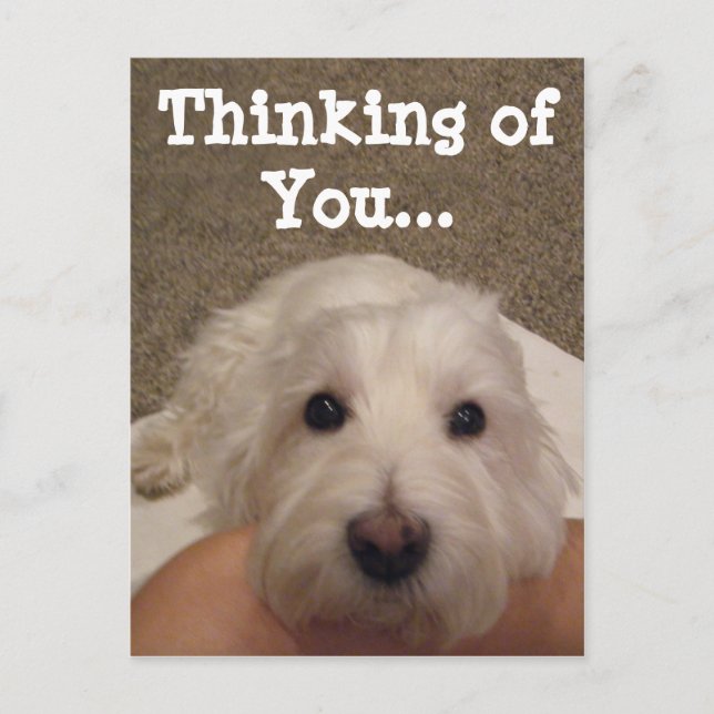 Westie Thinking of You Photo Postcard (Front)