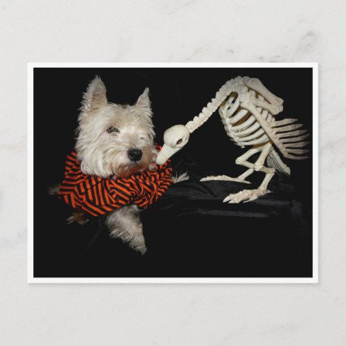Westie Vulture Skeleton Halloween Postcard