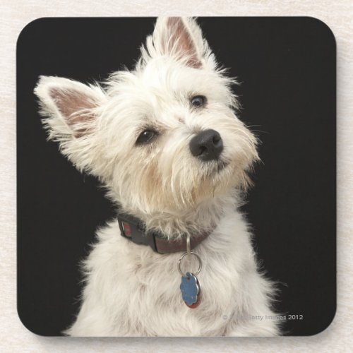 Westie West Highland terrier with collar Beverage Coaster