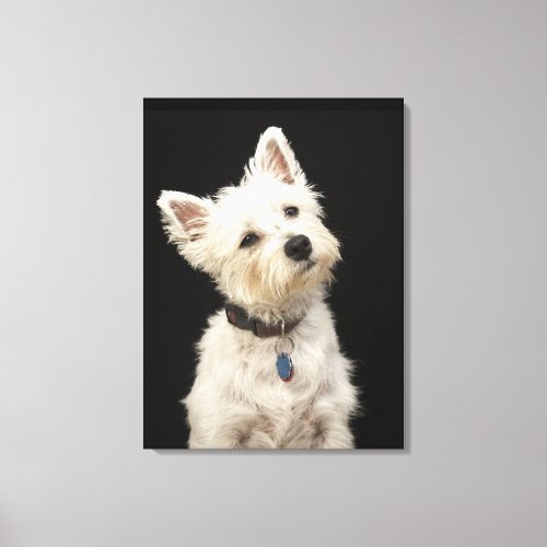 Westie West Highland terrier with collar Canvas Print