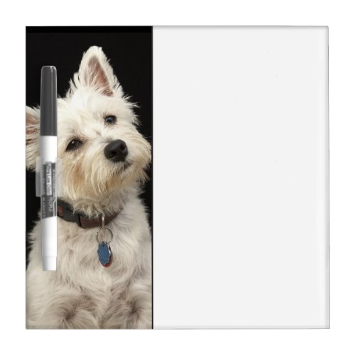 Westie West Highland terrier with collar Dry Erase Board