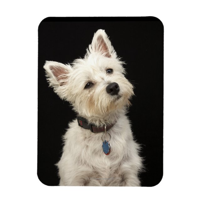 Westie (West Highland terrier) with collar Magnet (Vertical)
